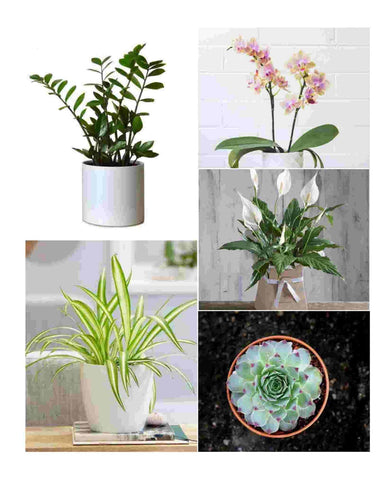 top 5 cool indoor plant gift ideas for her Urban Plants