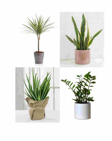 Top 5 indoor plants for return gifts Urban Plants