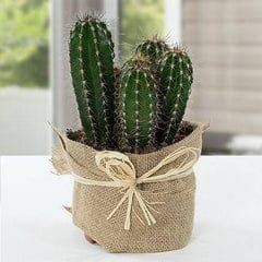 cactus as a gift in diwali urban plants
