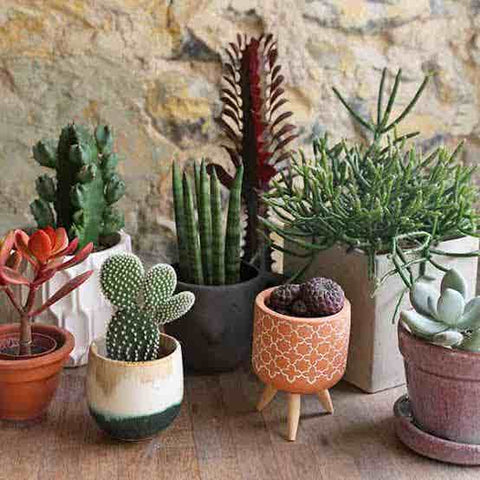 cactus as as gift in diwali urban plants
