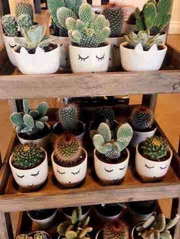 cactus plant gift for every occasions urban plants