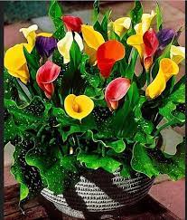Calla Lily Bulb-The Best Way To Add A Beautiful Bloom To Your Home Urban Plants