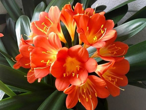 How To Take Care Of Clivia Flower Plants In Your Garden Urban Plants