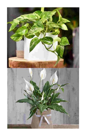 The Best Corporate Gifts For The Office Urban Plants