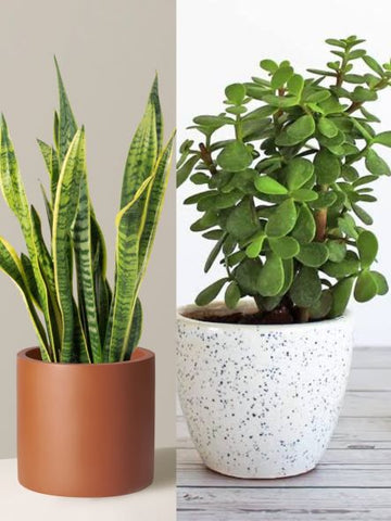 Popular Indoor Plants-A Beautiful And Unique Corporate Gifts Urban Plants