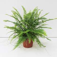 Indoor Plants That Helps To Clean Air Urban Plants