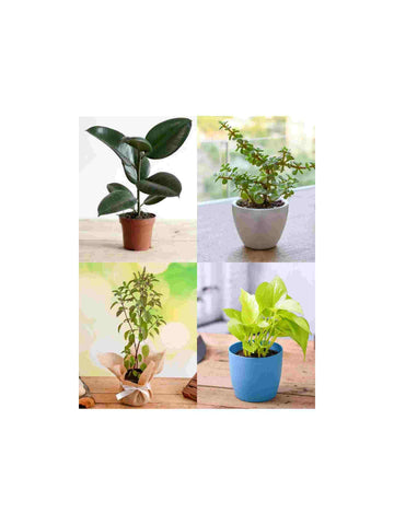 top 5 plants for good fortune gifts Urban Plants