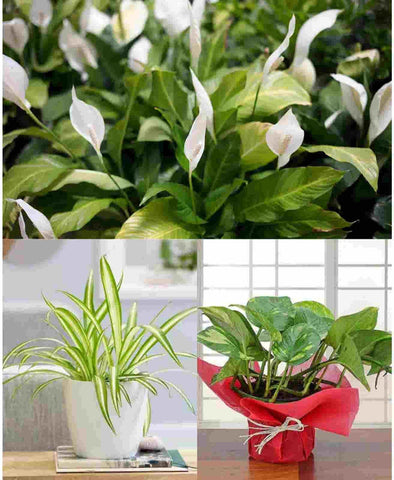4 most beautiful plant gifts for friends urban plants