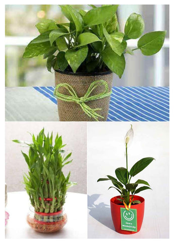 plants gift for loved ones this Diwali urban plants