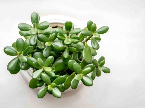 Budget Friendly Plant As A Gift That Is Easily Available Urban Plants