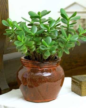 Top 5 Indoor Plants That Bring Wealth, Happiness And Prosperity Urban Plants