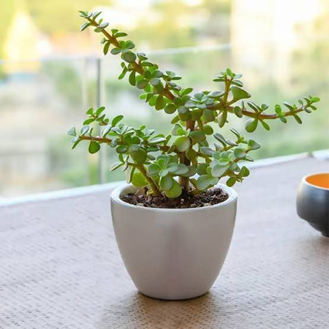 Beautiful Indoor Plants Can Help You Get the Best Sleep Ever Urban Plants