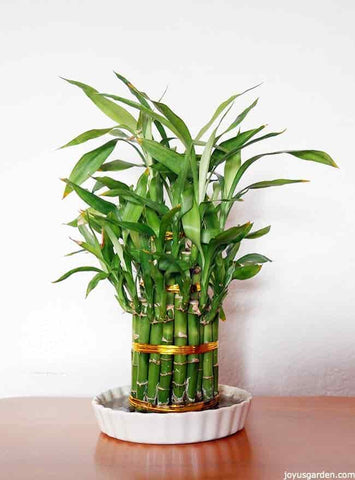 this lucky bamboo gift in green plant can bring you happiness! urban plants
