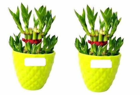 friendship day plant gifts for friends urban plants