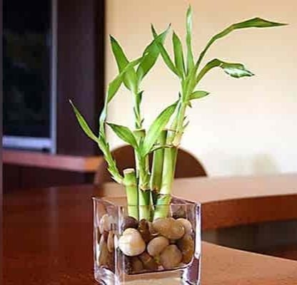 How To Grow And Care For Lucky Bamboo Indoor Plants For Good Luck Urban Plants