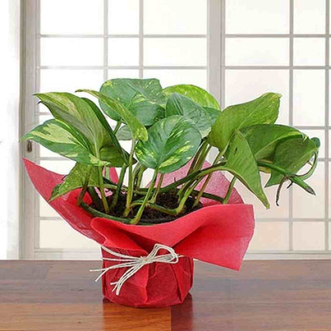 send good luck plants on diwali special gift urban plants