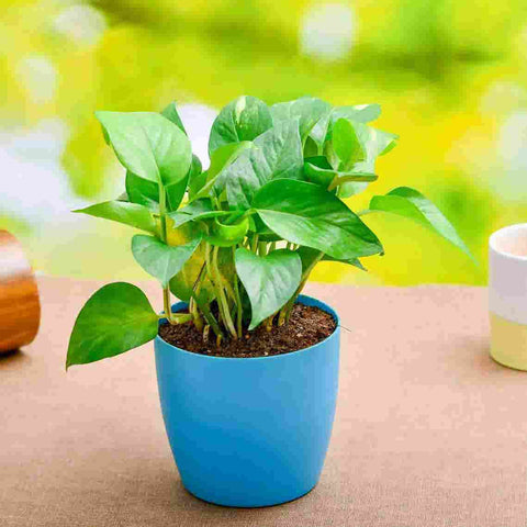 Popular Indoor Plants And Stress Relieving Plants For Home and Office Urban Plants