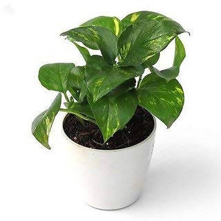 money plant gift on father's day urban plants