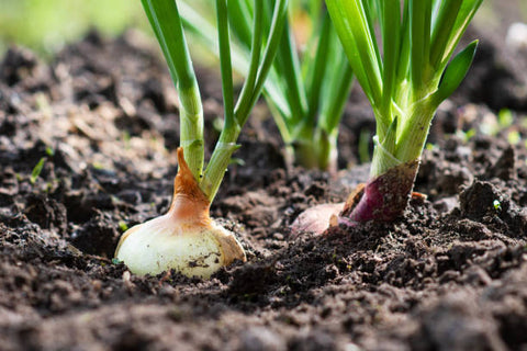 Onion-Farming-in-Polyhouse-for-Maximum-Profits-Urban-Plants