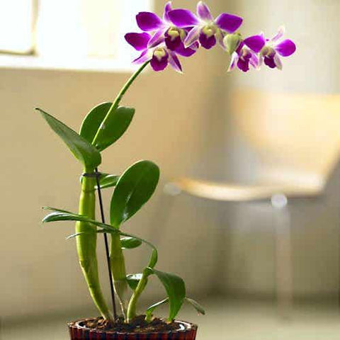 plant gift for family and colleagues urban plants