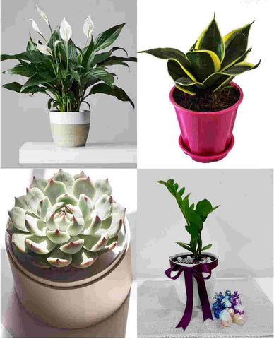 send good luck plants on diwali special gift urban plants