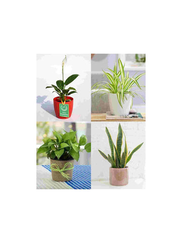 Corporate Gifts In Office That Will Boost Employee Morale! Urban Plants