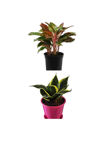 top 3 best plants with gift combo for best friend urban plants