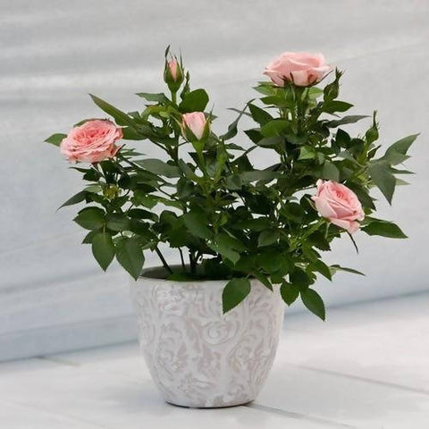 why to choose rose plant as valentine's gift urban plants