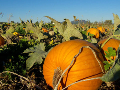 Growing-Pumpkins:-A-Comprehensive-Guide-to-Pumpkin-Plant-Care-Urban-Plants