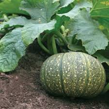 Growing-Pumpkins:-A-Comprehensive-Guide-to-Pumpkin-Plant-Care-Urban-Plants