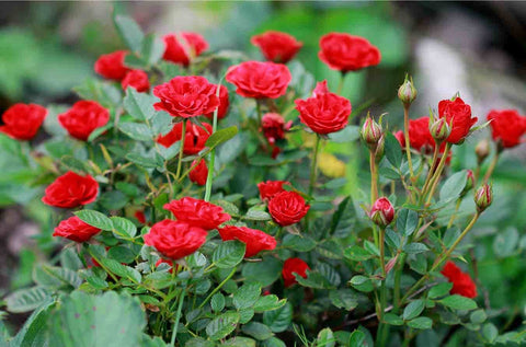 send rose plant gift on valentine's day urban plants