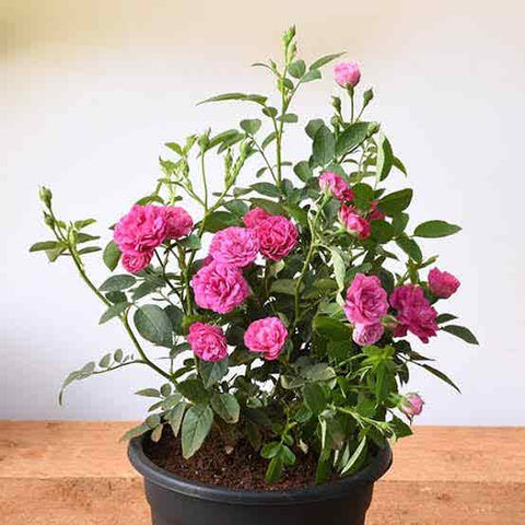 Unique And Best Plant To Gift On Birthday Urban Plants
