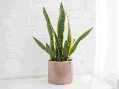 Top 4 Indoor Plants Good For Health Urban Plants