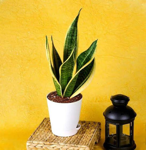 Top Easy and Low Maintenance Small Indoor Plants That Look Great! Urban Plants