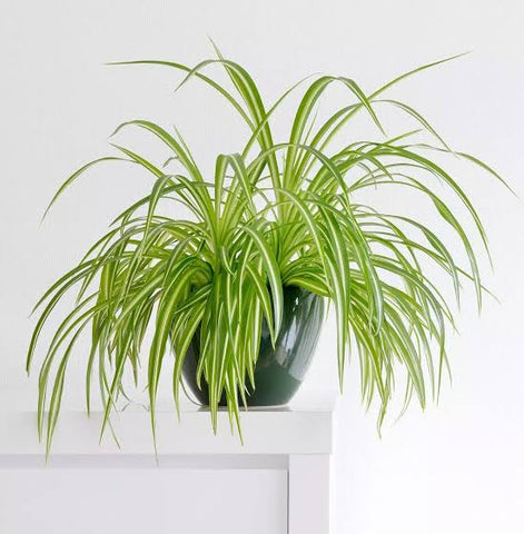 The Best 5 Popular Indoor Plants For A Healthy Home Urban Plants