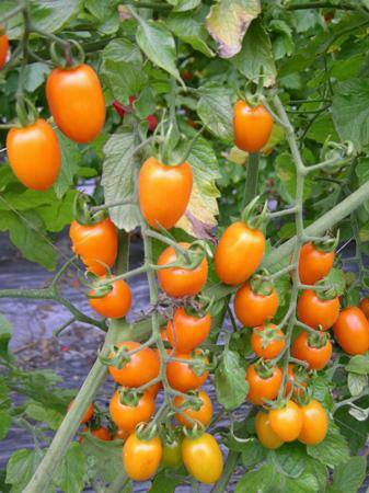 Tomato-Farming-in-Polyhouse-for-Profit-A-Full-Guide-Urban-Plants