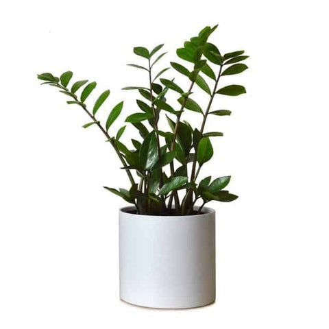 Popular Indoor Plants For Your Desk That Will Boost Your Productivity Urban Plants