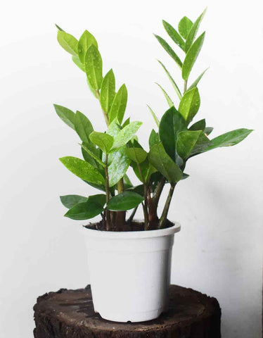 Vastu Indoor Plants For Home For A Positive Household Urban Plants