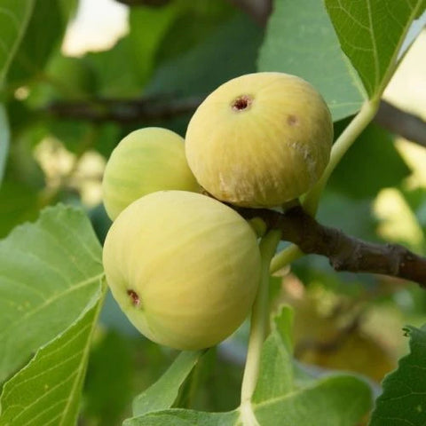 Growing-and-Harvesting-Delicious-Figs-In-Your-Backyard-Urban-Plants