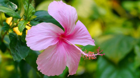 Hibiscus: -Adding-Vibrant-Colors-and-Tropical-Beauty-to-Your-Garden-Urban-Plants