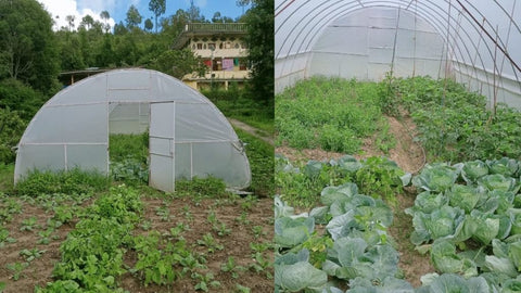 Organic Pest Control In Micro Polyhouse Garden-Urban Plants
