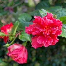 Hibiscus: -Adding-Vibrant-Colors-and-Tropical-Beauty-to-Your-Garden-Urban-Plants
