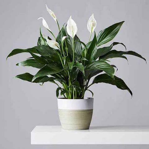 popular gifts for these 5 popular occasions urban plants
