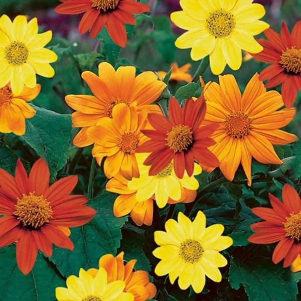 Buy Tithonia Multi Mix Flower Seeds Online - Urban Plants™