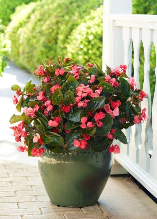 Image of Begonias summer planter flowers