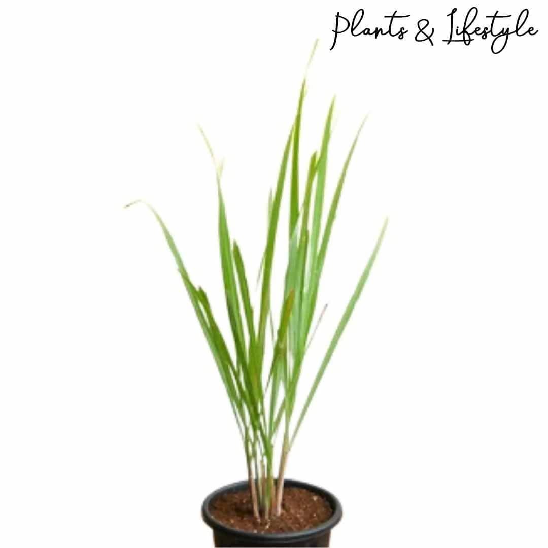 lemon grass plant online        <h3 class=