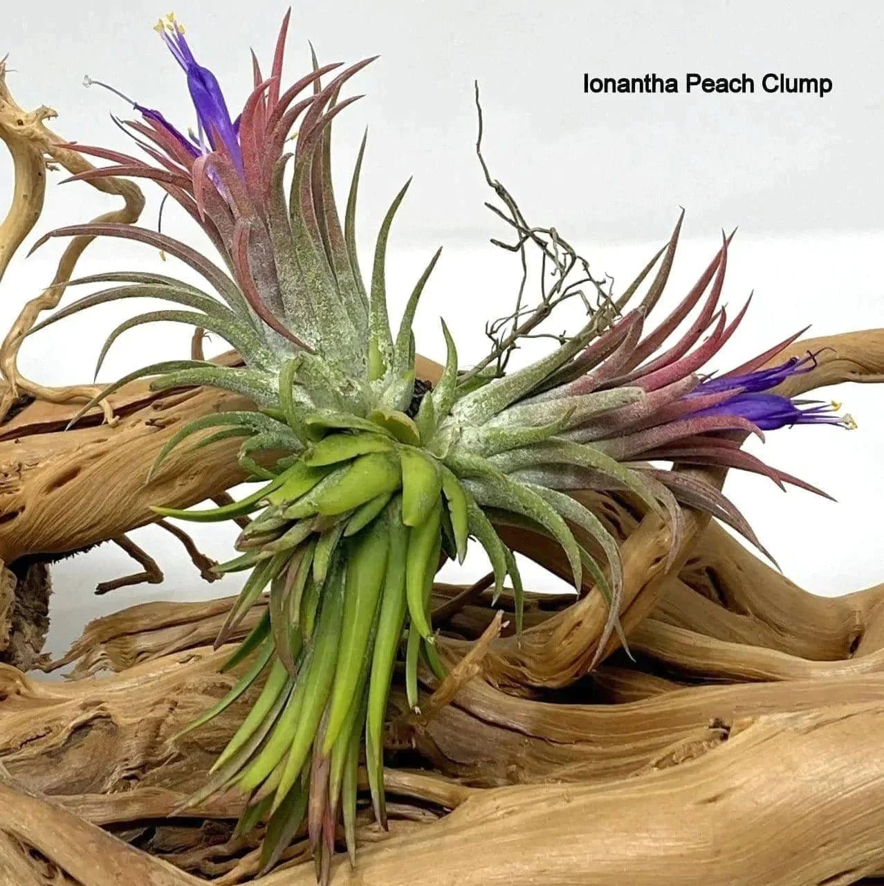 Tillandsia Spanish Moss and Ionantha Combo for Sale