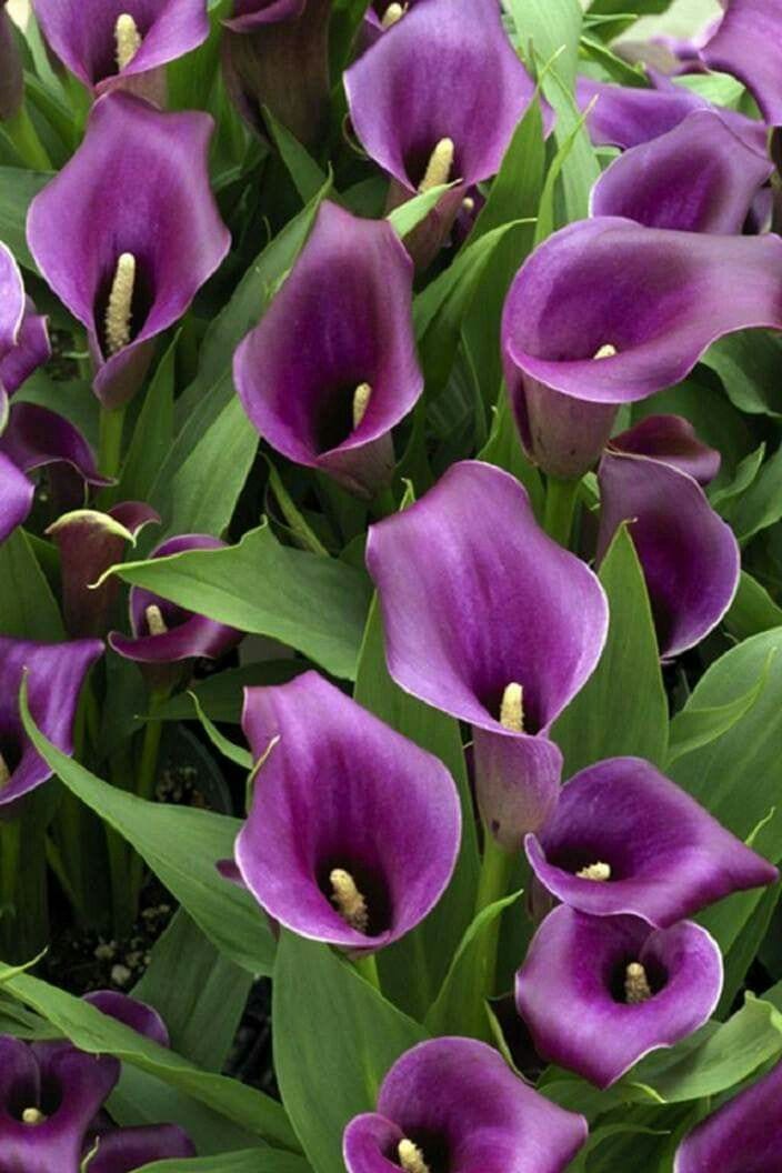 Imported calla Lily bulb ( pack of 5) - Urban Plants™