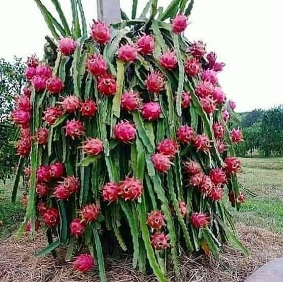 indoor dragon fruit tree