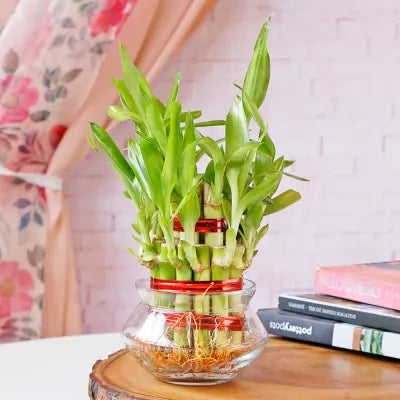 vastu gifts urban plants lucky bamboo 1671693954290